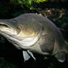 Fishing Lobby Trumps Murray Cod Recovery (The Native Fish Strategy for the Murray Darling Ten Years On: Part 3) Murray Cod Wikipedia