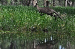 Flooding Faye 098 Kangaroo