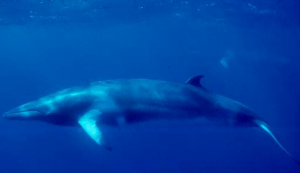 Minke whale