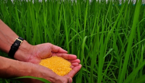 Golden Rice