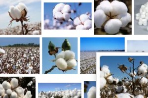 cotton