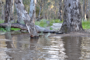 Red gums flooding