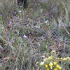 Flowers Can Follow Fire in Forests: David Ward wildflowers