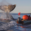 Stop the Whaling Bowhead Whale Harvest