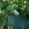 Federal Court Rules Against Wild Rivers Cooper Creek, Cape York. Photograph by Jen. June 2012