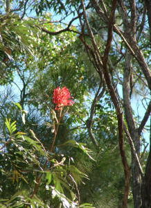 Capricorn coast 