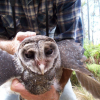 Open Thread sooty owl
