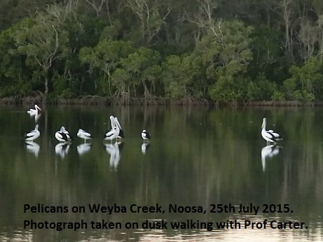 Pelicans Weyba Creek