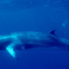 Definitions of Science: Double Standards from Australian Government Minke whale