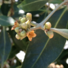 Postgraduate Research Opportunity mangrove flowering