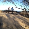 Seasons Greetings from the Capricorn Coast Casuarina covered