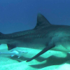 Shark Baiting Already a Reality in Queensland tiger shark