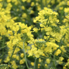 Michael Baxter Wins for GM Technology canola