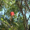 Acknowledgement of the Need for Management of Australia’s Rangelands Capricorn coast