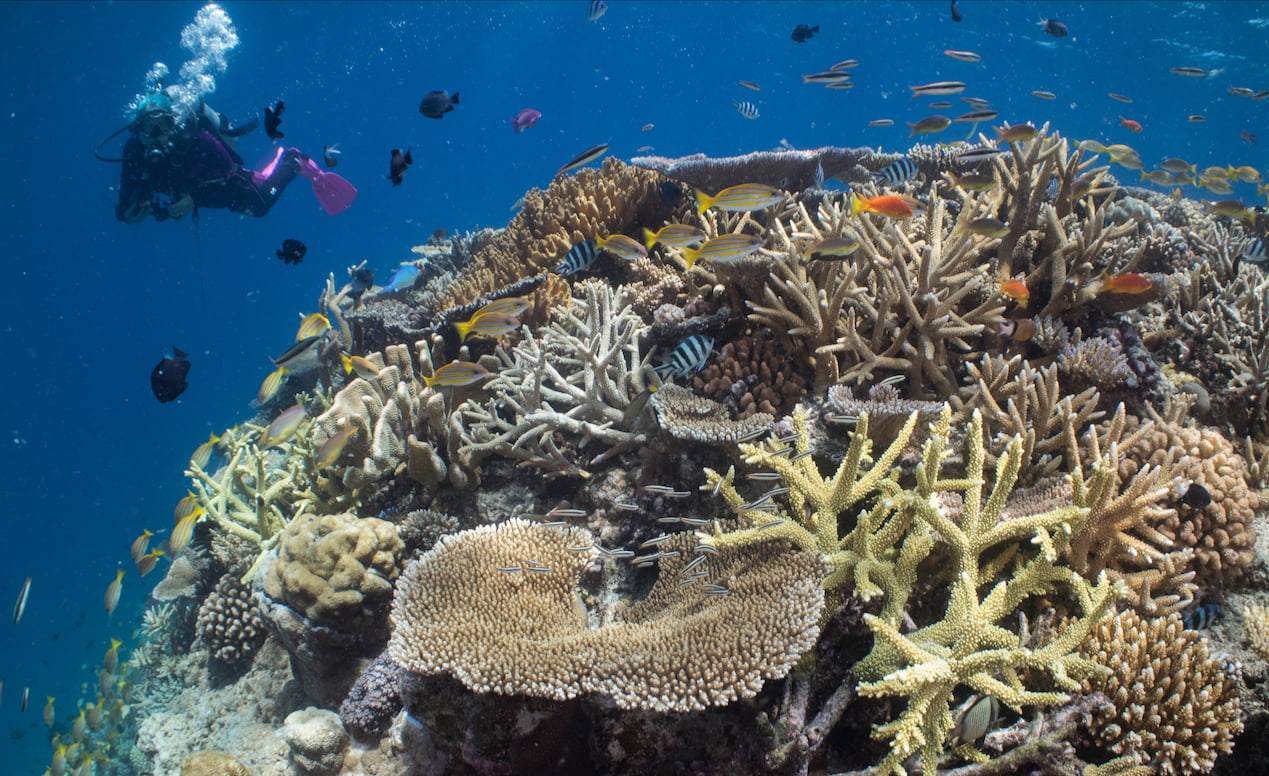 Leaning on the Lookouts, at the Great Barrier Reef - Jennifer Marohasy