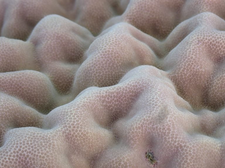 Porites corals are typically used to estimate growth rates the Great Barrier Reef. I photographed the surface of this coral when I visited Bramston Reef with Peter Ridd in August 2019. It was so soft, like a carpet, but firm from the corallite: the limestone skeleton supporting individual coral polyps.