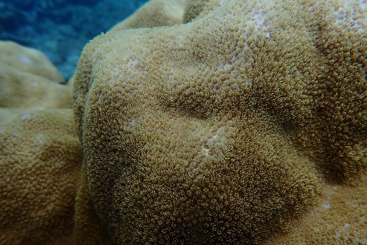 Measuring Old Corals & Coral Reefs (Part 1) - Jennifer Marohasy