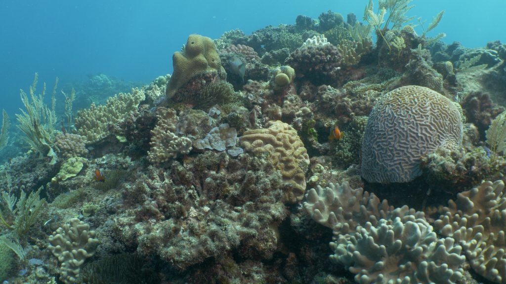 Britomart – Mostly Dead Coral, with Fish on Top - Jennifer Marohasy