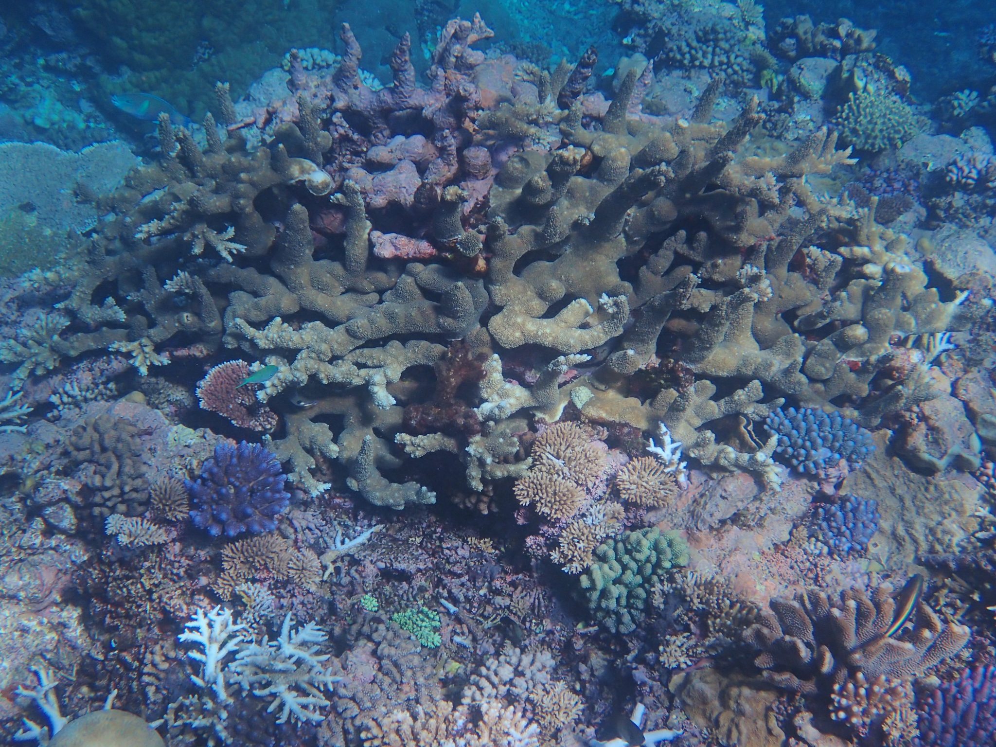 Wheeler, Chicken, Lynch – Central Great Barrier Reef, April 2024. Part ...